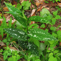 Tricyrtis affinis 'Silver Spots', Yamaguchi, Japan