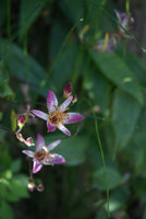 Tricyrtis formosana in a waterfall spray, flower close-up, Taroko, Taiwan