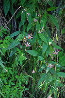 Tricyrtis formosana in a waterfall spray, Taroko, Taiwan