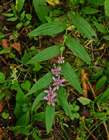 Tricyrtis hirta in full bloom, hanging from the top of a stone wall, Hakone, Japan