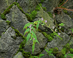 Tricyrtis hirta on a vertical stone wall, Hakone, Japan