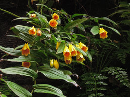 Tricyrtis ishiiana on the patio vertical garden, Patrick Blanc home