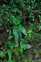 Tricyrtis nana with other cliff dwelling plants such as Elatostema and Selaginella, Shikoku, Japan