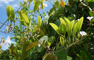 Tridynamia bialata, developing fruits with two enlarged winged calyx lobes and some flowers, Nui Chua NP, Vietnam