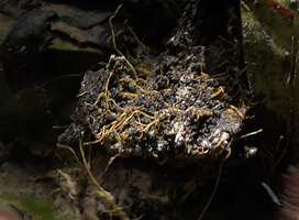 Trigonostemon sandakanensis, much branched adventitious roots growing in the humus issued from trapped dead leaves in the leafy apical rosette, Deramakot FR, Sabah, Borneo