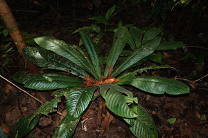 Trigonostemon sandakanensis, short trunked individual already with the characteristic apical rosette of big entire leaves collecting litter from forest canopy, Deramakot FR, Sabah, Borneo