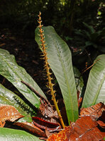 Trigonostemon sandakanensis, subterminal axillary spike like inflorescence emerging from the apical rosette of leaves, Deramakot FR, Sabah, Borneo