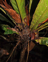 Trigonostemon sandakanensis, trapped canopy leaves removed from the leaf rosette center revealing the resulting humus invaded by the adventitious roots initiated in the apical part of the stem, Deramakot FR, Sabah, Borneo