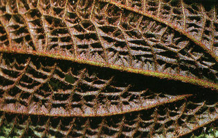 Triolena sp., lower surface of the bullate leaf almost increasing twice the leaf surface and allowing captation of multidirectional diffuse light in forest understory, Puyo, Ecuador