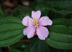 Tristemma mauritianum, flower with isomorphic stamens, each with two ventral appendages, 1300 m asl, Uluguru Mts, Tanzania