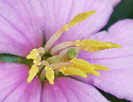 Tristemma mauritianum, isomorphic stamens, each with two ventral appendages, 1300 m asl, Uluguru Mts, Tanzania