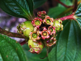 Tristemma mauritianum, maturing baccate fruits, Sanje waterfall, Udzungwa NP, Tanzania