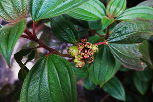 Tristemma mauritianum, maturing fruits, Sanje waterfall, Udzungwa NP, Tanzania