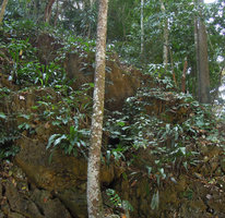 Tupistra cf. violacea, population, Krabi, Thailand