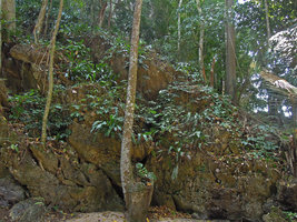 Tupistra cf. violacea, population on a shaded limestone outcrop, Krabi, Thailand