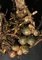 Tupistra cf. fungilliformis, hanging down infructescence with green purple dotted berries, Sapa, Vietnam
