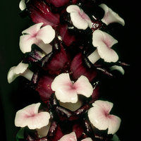 Tupistra grandis, whitish mushroom like three lobed stigmates and dark purple perianth lobes, Ulu Gombak, Selangor, Malaysia
