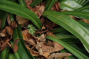 Rohdea chinensis, inflorescence, Wulin, Taiwan