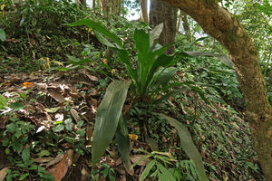 Tupistra muricata, Doi Inthanon NP, 800 m asl, Thailand