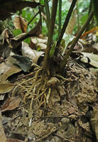 Tupistra sp. in forest understory, petiole bases, new emerging shoot, rhizome and roots, Amanjaya FR, Perak, Malaysia
