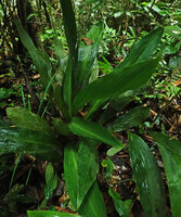 Tupistra sp., plicate leaves and light green midrib zone, Si Phang Nga NP, Thailand