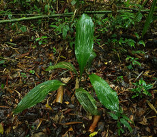 Tupistra sp., plicate leaves just after a rain shower, Si Phang Nga NP, Thailand