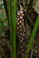 Tupistra violacea inflorescence, Khao Sok NP, Thailand