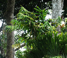 Two epiphytic gingers emerging from a  Platycerium coronarium, maybe an Epiamomum on the left and an Hedychium in the center, Deramakot FR, Sabah, Borneo
