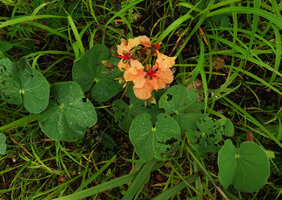 Tylosema fassoglense, shallowly bilobed deeply cordate leaves and bright light orange flowers, Katavi NP, Tanzania