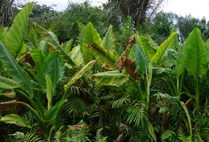 Typhonodorum lindleyanum, flowering stems mixed with the fern Cyclosorus interruptus, Ngezi FR, Pemba, Tanzania