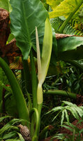 Typhonodorum lindleyanum, green spathe and excerted male and upper sterile part of the spadix, Ngezi FR, Pemba, Tanzania