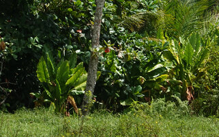Typhonodorum lindleyanum in a swamp at forest edge, Ngezi FR, Pemba, Tanzania