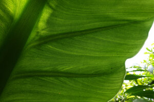 Typhonodorum lindleyanum, leaf veins transparency, Ngezi FR, Pemba, Tanzania
