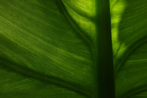 Typhonodorum lindleyanum, leaf venation, Ngezi FR, Pemba, Tanzania