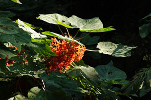 Urera caracasana, bright orange fruits, Finca el Pilar, Antigua, Guatemala
