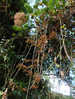 Urera hypselodendron, climbing cauliflorous stems hanging from Hagenia abyssinica branches, Harenna forest, 2350 m asl, Bale NP, Ethiopia