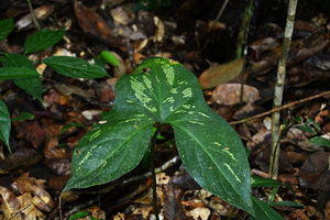 Urospatha cf. sagittifolia, Presidente Figueiredo, Manaos, Amazonas, Brazil