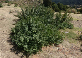 Urtica simensis, Dodola, Oromia, Ethiopia