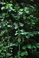 Utania (syn. Fagraea) cuspidata, a small tree with long hanging inflorescences, Deramakot FR, Sabah, Borneo