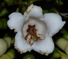 Utania (syn. Fagraea) cuspidata, flower at anthesis, Sepilok FR, Sabah, Borneo