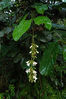 Utania (syn. Fagraea) cuspidata, long hanging inflorescences, Deramakot FR, Sabah, Borneo