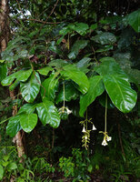 Utania (syn. Fagraea) cuspidata, small tree at fprest edge with hanging inflorescences, Deramakot FR, Sabah, Borneo