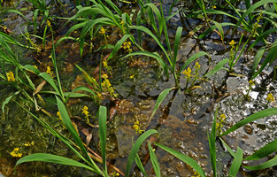 Utricularia foliosa, Manaos, Amazonas, Brazil
