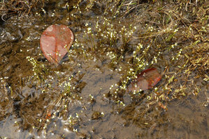 Utricularia neottioides flowering on a muddy rock slab, Cano Cristales, Serrania Macarena, Meta, Colombia 