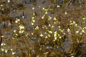 Utricularia neottioides, inflorescences, Cano Cristales, Serrania Macarena, Meta, Colombia 
