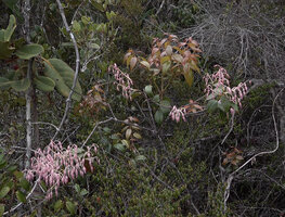 Vaccinium paradisearum flowering at forest edge, Anggi Lakes, 2300 m asl, Arfak Mts, West Papua