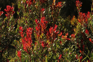 Vaccinium varingiaefolium, bright red anthocyanic young leaves in full light UV rich habitat, crater ridge, Bromo Tengger Semeru NP, Java