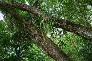 Vanda limbata, epiphytic on tree branches, Komodo