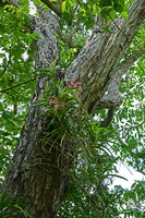 Vanda limbata, flowering individual, Komodo