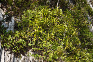 Vanda saxatilis clump on a limestone cliff directly exposed to the sea spray, Saleman, Seram, Moluccas